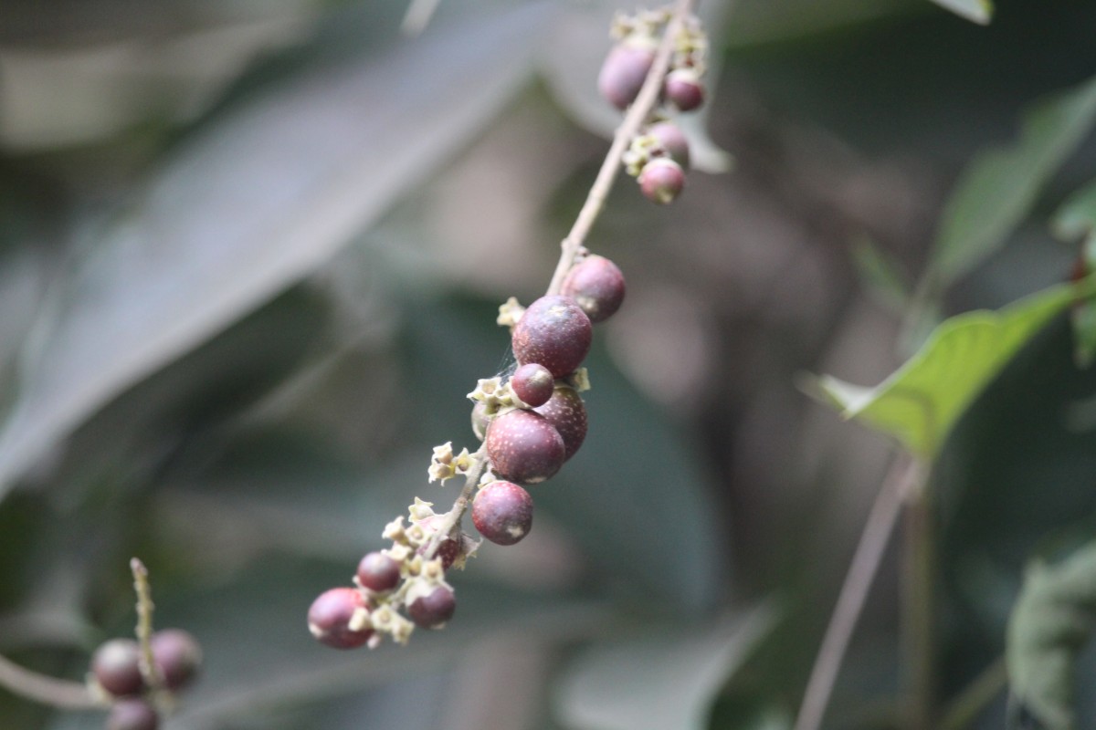 Vitex altissima L.f.